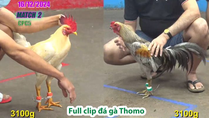 CPC4-TRẬN 2 | đá gà Thomo | 16/12/2024