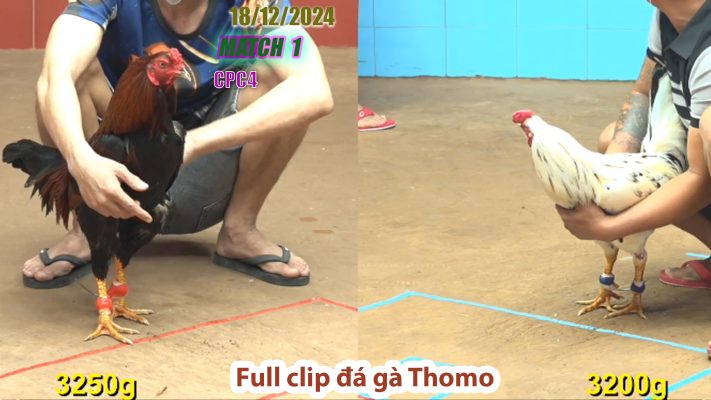 CPC4-TRẬN 1 | đá gà Thomo | 18/12/2024