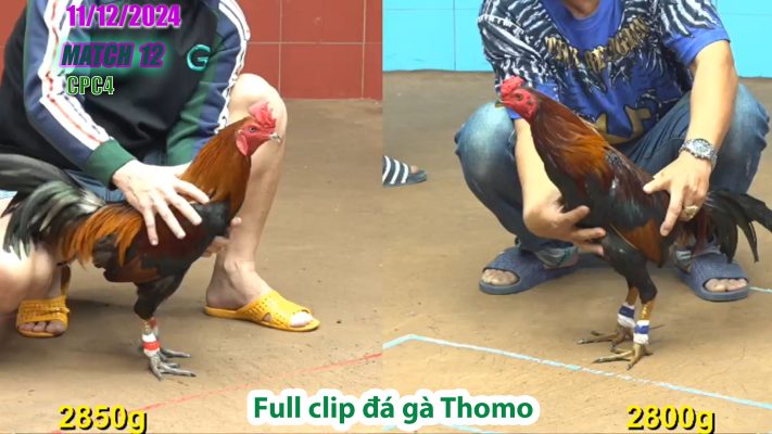 CPC4-TRẬN 12 | đá gà Thomo | 11/12/2024