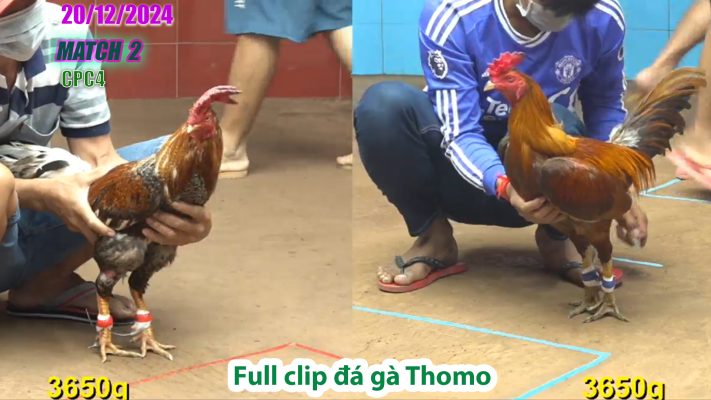 CPC4-TRẬN 2 | đá gà Thomo | 20/12/2024