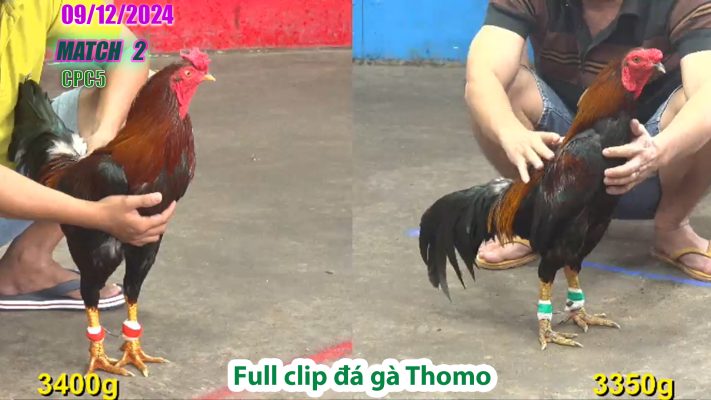 CPC5- TRẬN 2 | đá gà Thomo | 09/12/2024