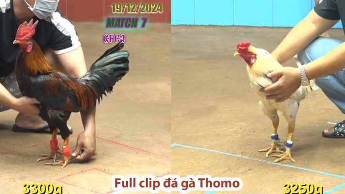 CPC4-TRẬN 7 | đá gà Thomo | 19/12/2024