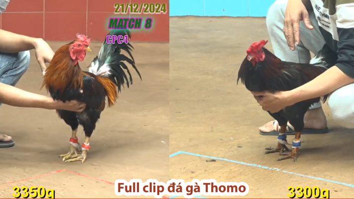 CPC4-TRẬN 8 | đá gà Thomo | 21/12/2024