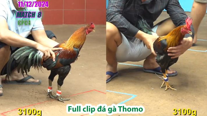 CPC4-TRẬN 8 | đá gà Thomo | 11/12/2024