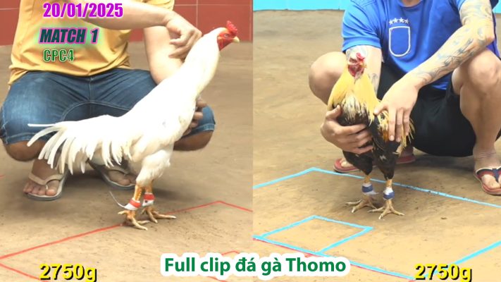 CPC4-TRẬN 1| đá gà Thomo | 20/01/2025