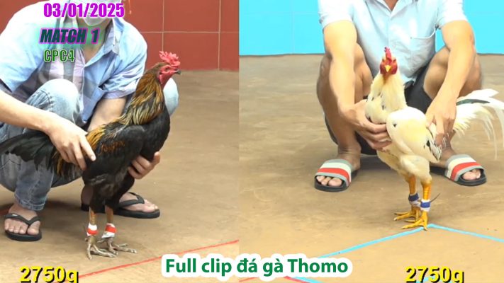 CPC4-TRẬN 1 | đá gà Thomo | 03/01/2025