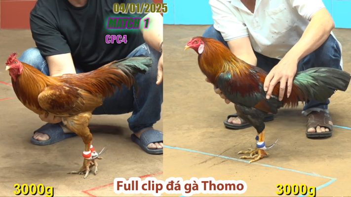 CPC4-TRẬN 1 | đá gà Thomo | 04/01/2025