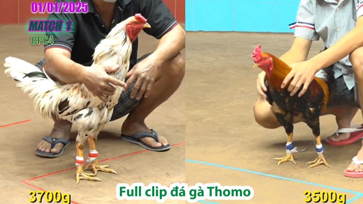 CPC4-TRẬN 1 | đá gà Thomo | 01/01/2025