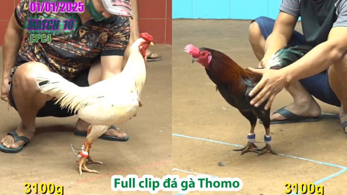 CPC4-TRẬN 10 | đá gà Thomo | 01/01/2025