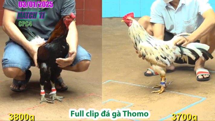 CPC4-TRẬN 11 | đá gà Thomo | 03/01/2025