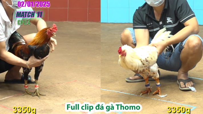 CPC4-TRẬN 11 | đá gà Thomo | 02/01/2025