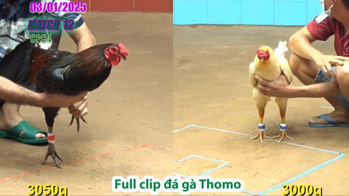 CPC4-TRẬN 12 | đá gà Thomo | 03/01/2025