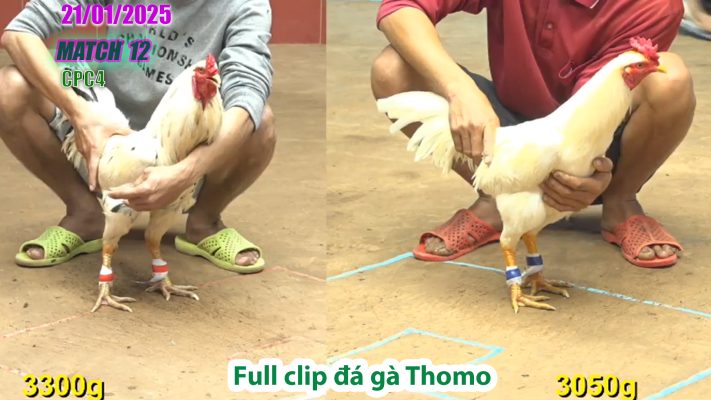 CPC4-TRẬN 12 | đá gà Thomo | 21/01/2025