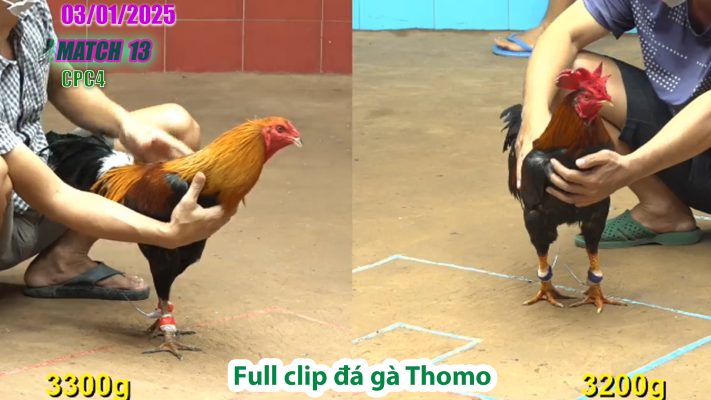 CPC4-TRẬN 13 | đá gà Thomo | 03/01/2025