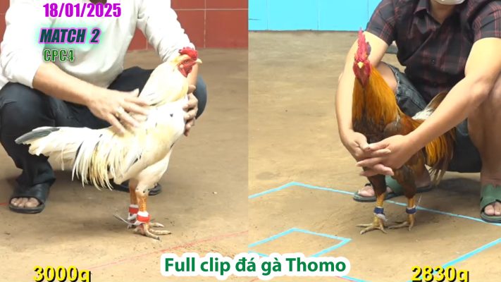 CPC4-TRẬN 2 | đá gà Thomo | 18/01/2025