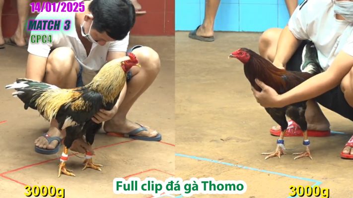 CPC4-TRẬN 3 | đá gà Thomo | 14/01/2025