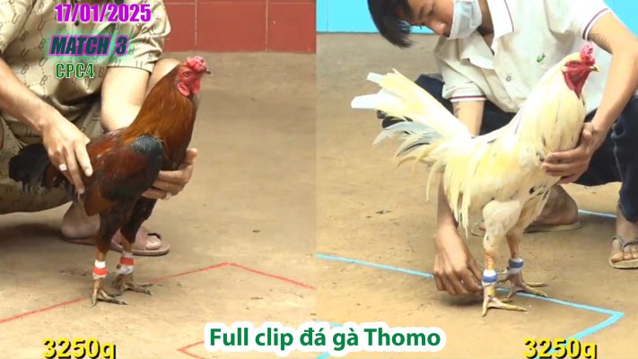 CPC4-TRẬN 3 | đá gà Thomo | 17/01/2025