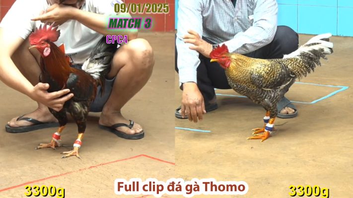 CPC4-TRẬN 3 | đá gà Thomo | 09/01/2025