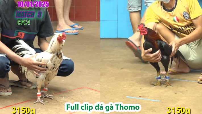 CPC4-TRẬN 3 | đá gà Thomo | 10/01/2025