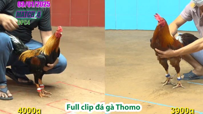 CPC4-TRẬN 4 | đá gà Thomo | 03/01/2025