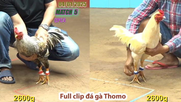 CPC4-TRẬN 5 | đá gà Thomo | 04/01/2025