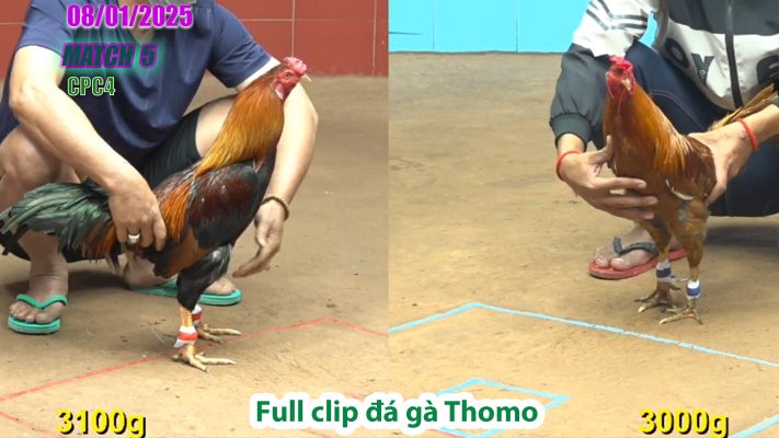 CPC4-TRẬN 5 | đá gà Thomo | 08/01/2025