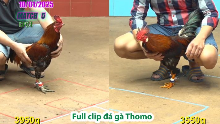 CPC4-TRẬN 5 | đá gà Thomo | 10/01/2025