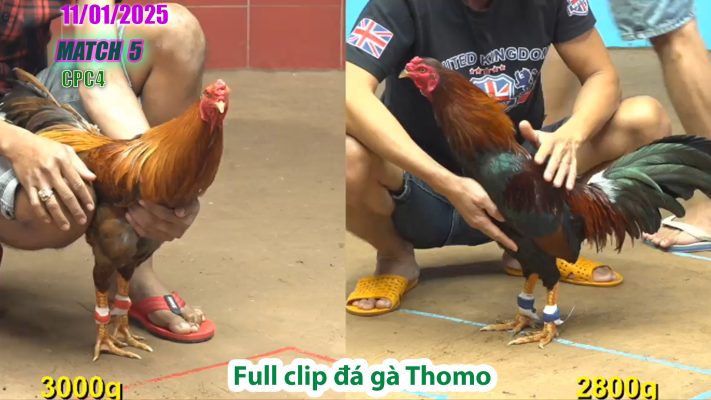 CPC4-TRẬN 5 | đá gà Thomo | 11/01/2025