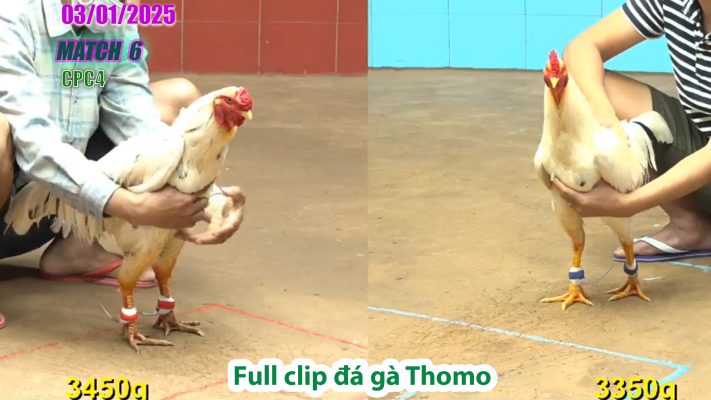 CPC4-TRẬN 6 | đá gà Thomo | 03/01/2025