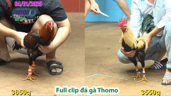 CPC4-TRẬN 6 | đá gà Thomo | 04/01/2025