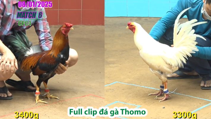 CPC4-TRẬN 6 | đá gà Thomo | 08/01/2025