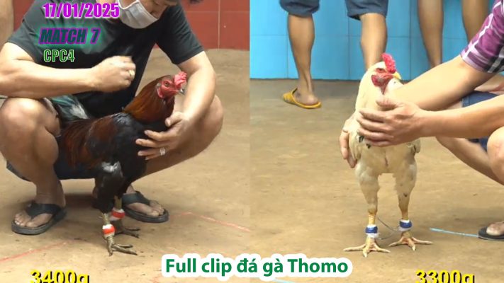 CPC4-TRẬN 7 | đá gà Thomo | 17/01/2025