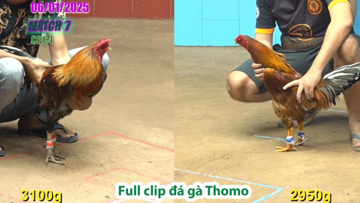 CPC4-TRẬN 7 | đá gà Thomo | 06/01/2025