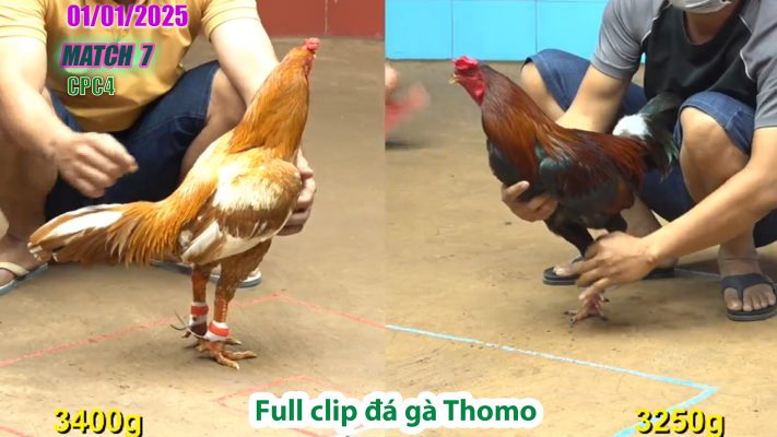 CPC4-TRẬN 7 | đá gà Thomo | 01/01/2025