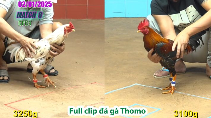 CPC4-TRẬN 8 | đá gà Thomo | 02/01/2025