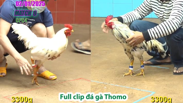 CPC4-TRẬN 9 | đá gà Thomo | 02/01/2025