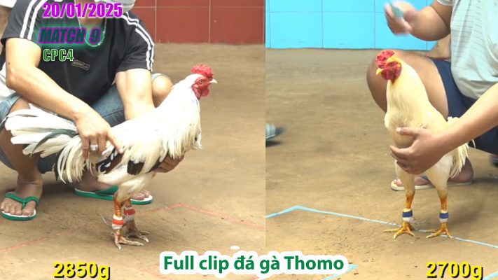 CPC4-TRẬN 9 | đá gà Thomo | 20/01/2025