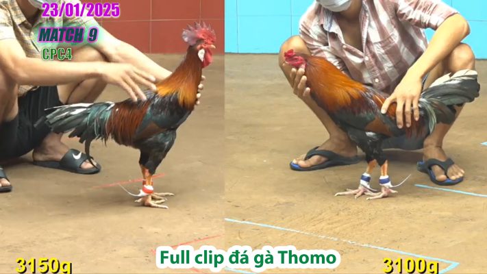 CPC4-TRẬN 9 | đá gà Thomo | 23/01/2025