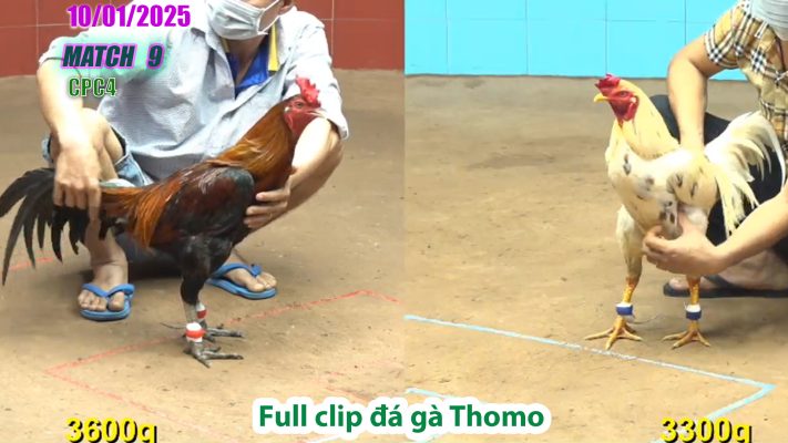 CPC4-TRẬN 9 | đá gà Thomo | 10/01/2025