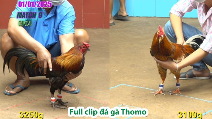 CPC4-TRẬN 9 | đá gà Thomo | 01/01/2025