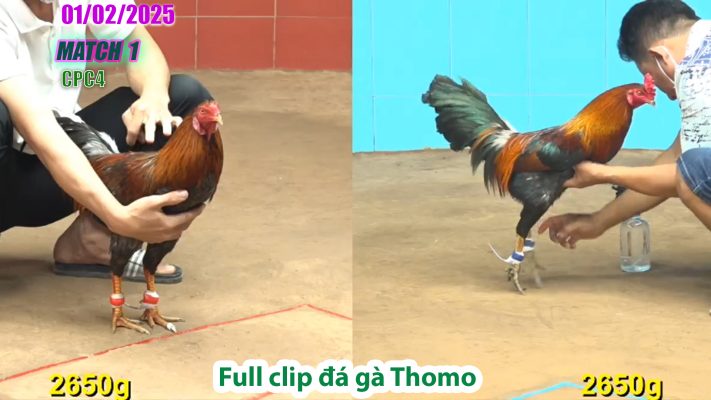 CPC4-TRẬN 1 | đá gà Thomo | 01/02/2025