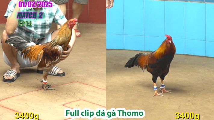 CPC4-TRẬN 2 | đá gà Thomo | 01/02/2025