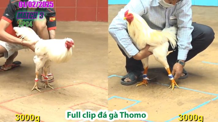 CPC4-TRẬN 3 đá gà Thomo | 01/02/2025