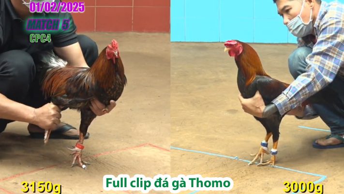 CPC4-TRẬN 5 | đá gà Thomo | 01/02/2025