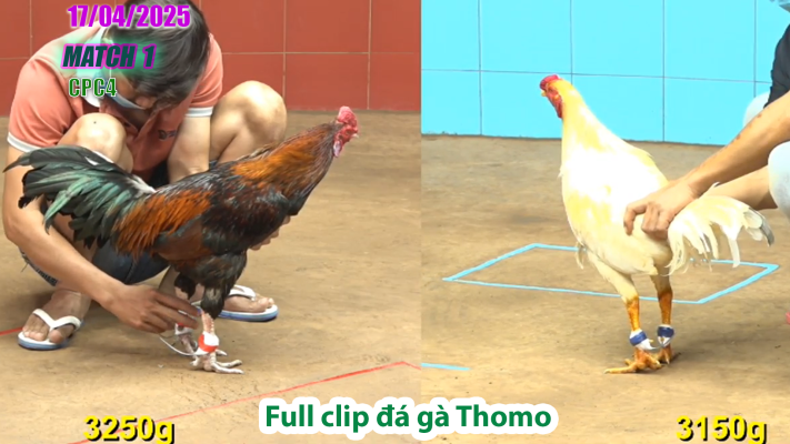 CPC4-TRẬN 1 | đá gà Thomo | 17/04/2025