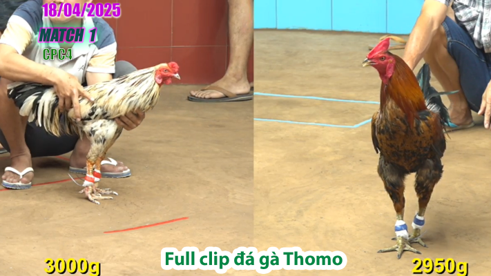 CPC4-TRẬN 1 | đá gà Thomo | 18/04/2025
