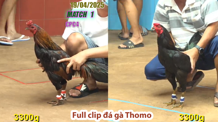 CPC4-TRẬN 1 | đá gà Thomo | 19/04/2025