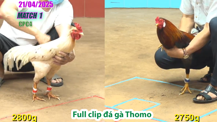 CPC4-TRẬN 1| đá gà Thomo | 21/04/2025