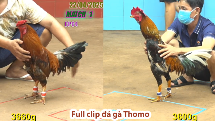 CPC4-TRẬN 1| đá gà Thomo | 22/04/2025