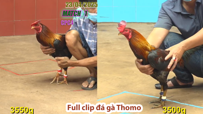 CPC4-TRẬN 1 | đá gà Thomo | 23/04/2025